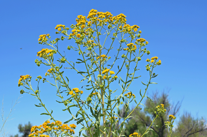 San Pedro Matchweed is an herbaceous plant that grows from 1 to 4 feet (30-122 cm) tall or more. Xanthocephalum gymnospermoides